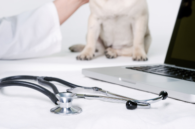 Yellowhead-Veterinary-Diagnostic-Services