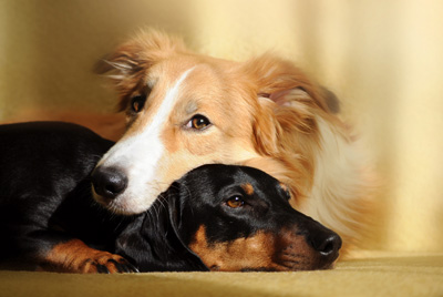 neuter