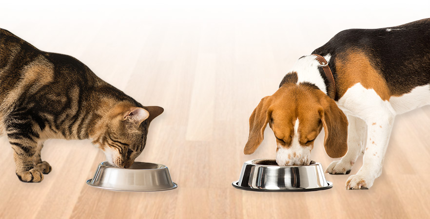 dog-cat-eating-food